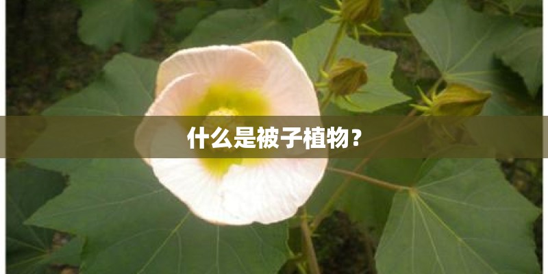 什么是被子植物？