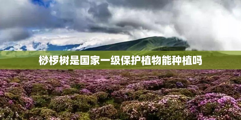 桫椤树是国家一级保护植物能种植吗