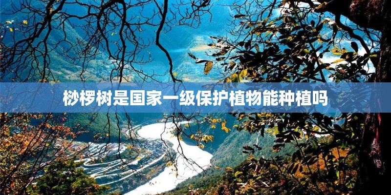 桫椤树是国家一级保护植物能种植吗
