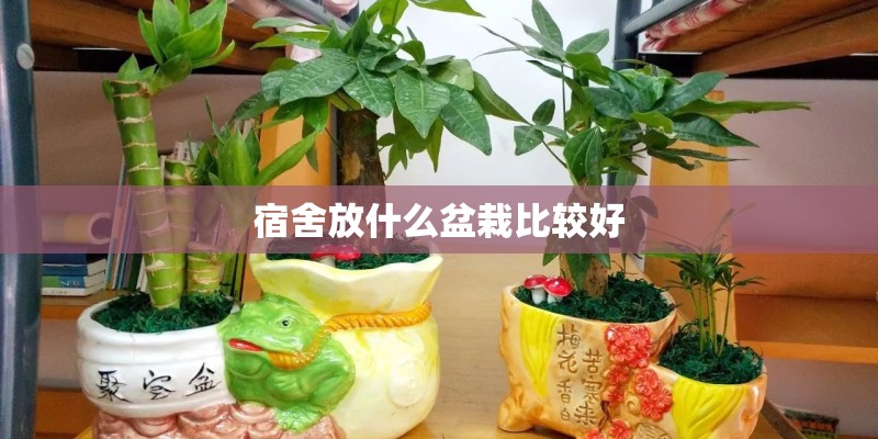 宿舍放什么盆栽比较好
