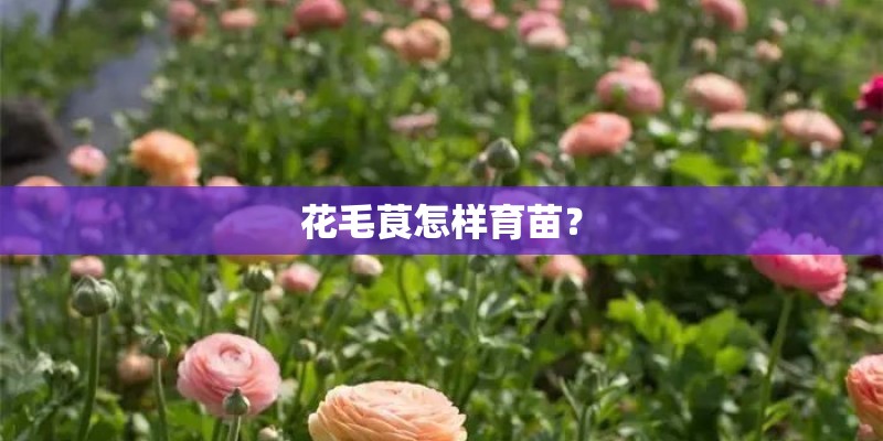 花毛茛怎样育苗？