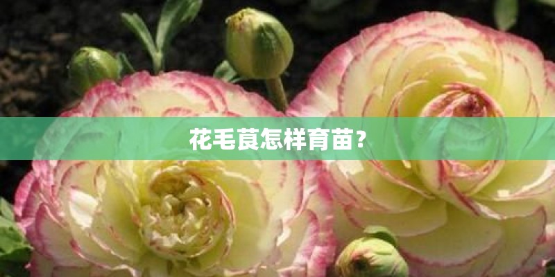 花毛茛怎样育苗？