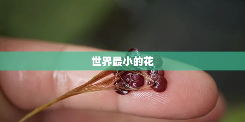 世界最小的花