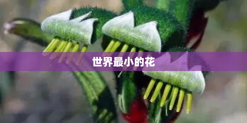 世界最小的花