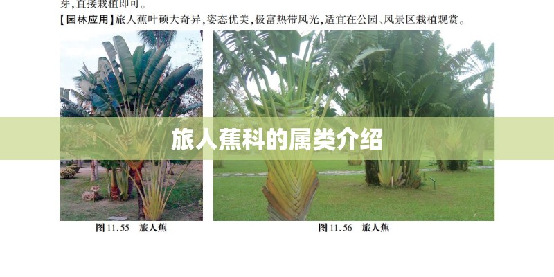 栽培月季用什么土最好？