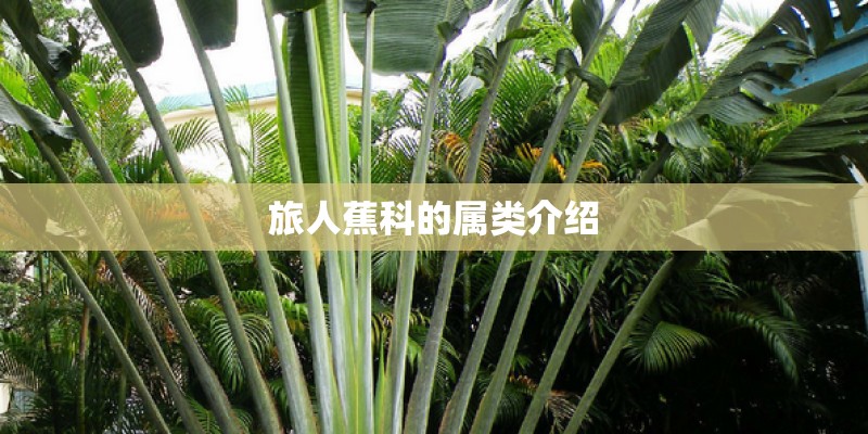 旅人蕉科的属类介绍