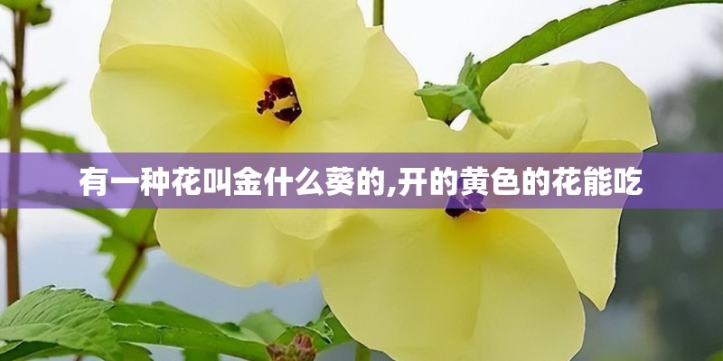 有一种花叫金什么葵的,开的黄色的花能吃