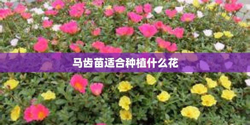 马齿苗适合种植什么花