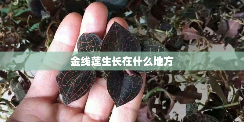 金线莲生长在什么地方