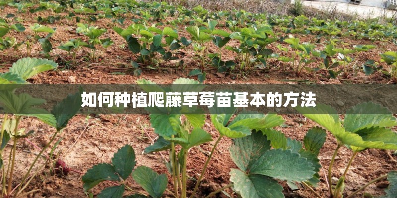 如何种植爬藤草莓苗基本的方法