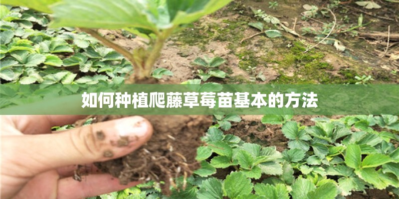 如何种植爬藤草莓苗基本的方法
