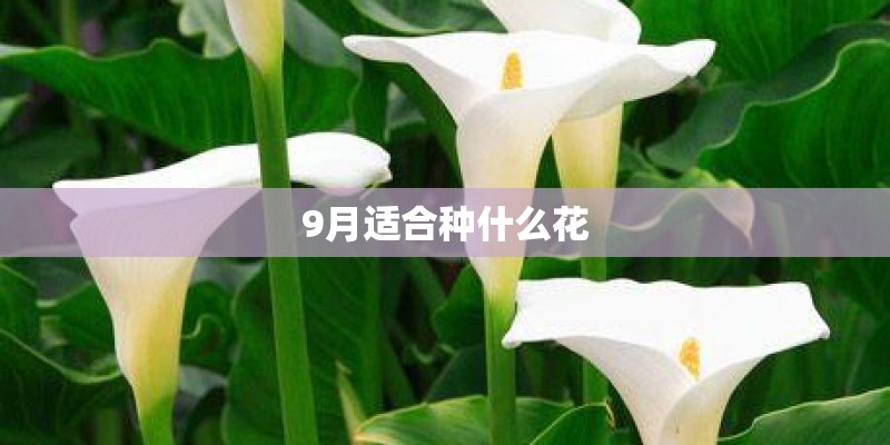 9月适合种什么花