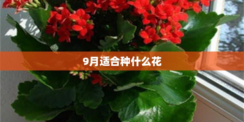 9月适合种什么花