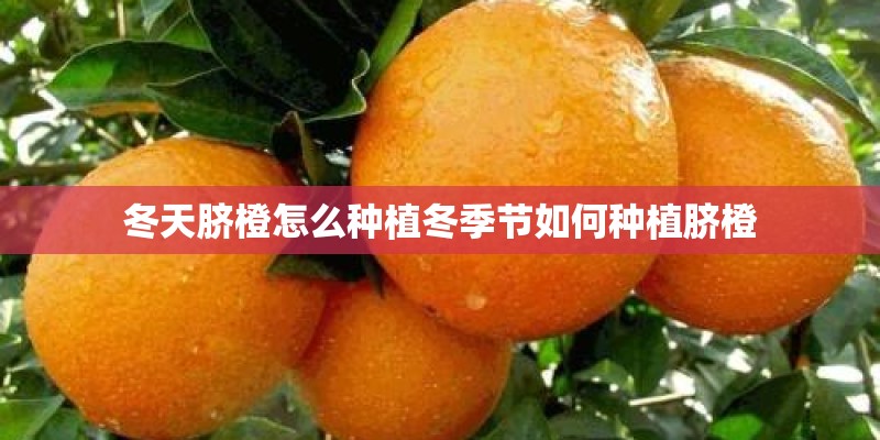 冬天脐橙怎么种植冬季节如何种植脐橙