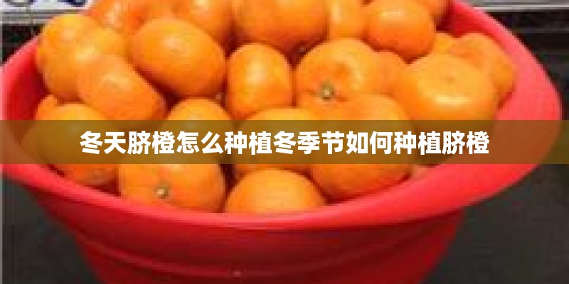 冬天脐橙怎么种植冬季节如何种植脐橙