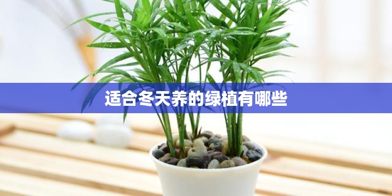 适合冬天养的绿植有哪些