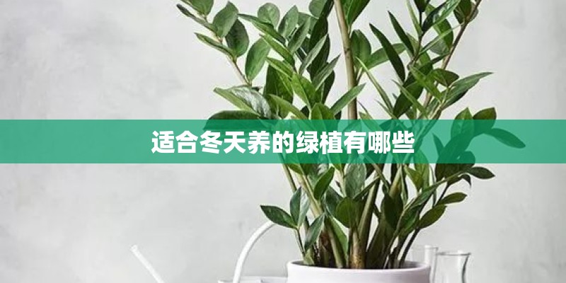 适合冬天养的绿植有哪些