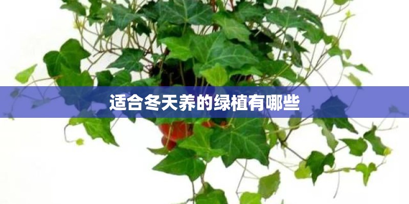 适合冬天养的绿植有哪些
