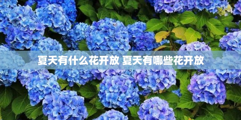 夏天有什么花开放 夏天有哪些花开放