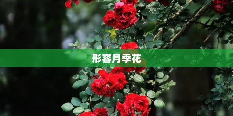 形容月季花