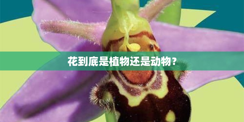 花到底是植物还是动物？