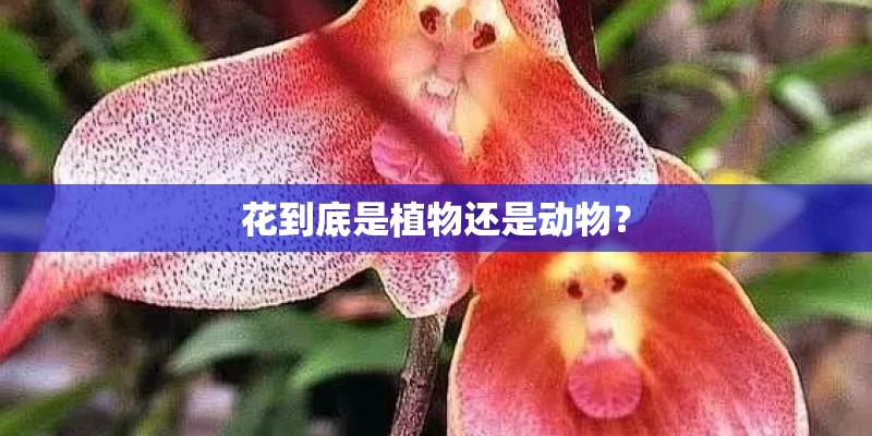 花到底是植物还是动物？