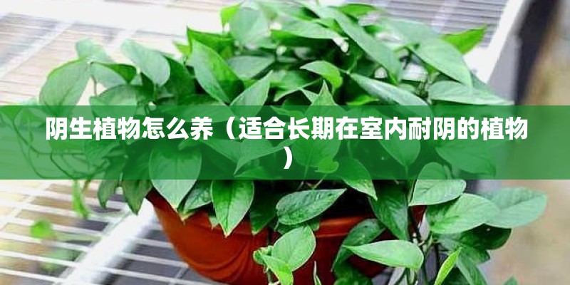 阴生植物怎么养（适合长期在室内耐阴的植物）