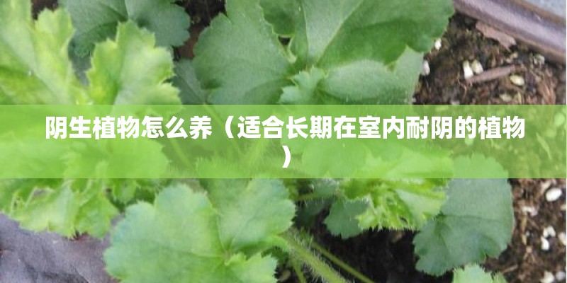 阴生植物怎么养（适合长期在室内耐阴的植物）