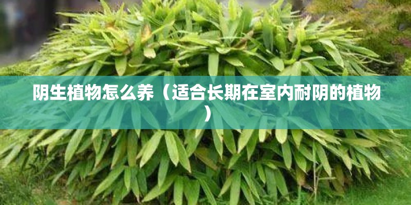 阴生植物怎么养（适合长期在室内耐阴的植物）