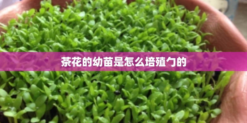 茶花的幼苗是怎么培殖勹的