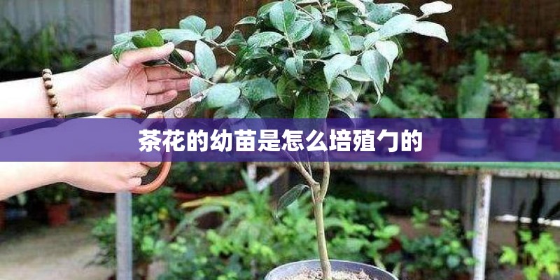 茶花的幼苗是怎么培殖勹的