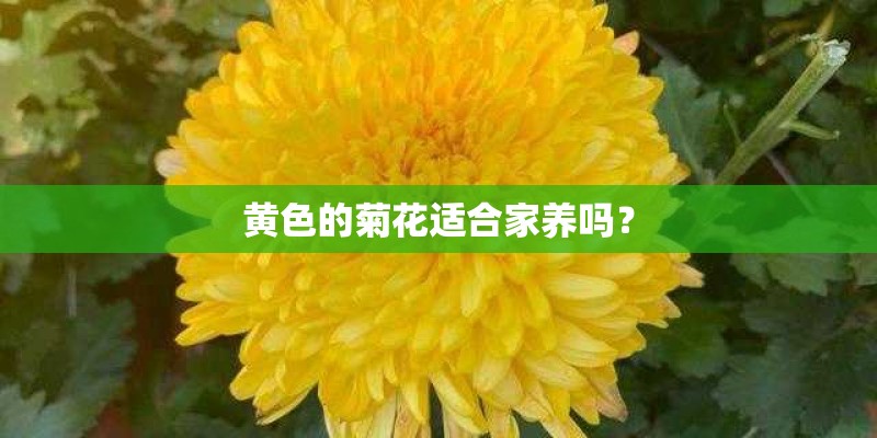 黄色的菊花适合家养吗？