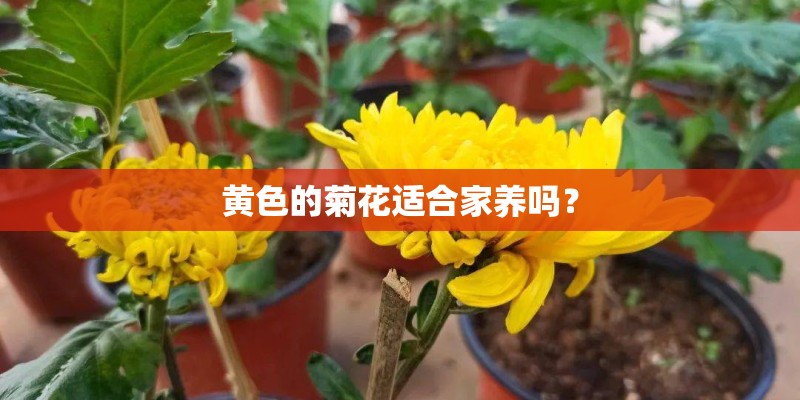 黄色的菊花适合家养吗？