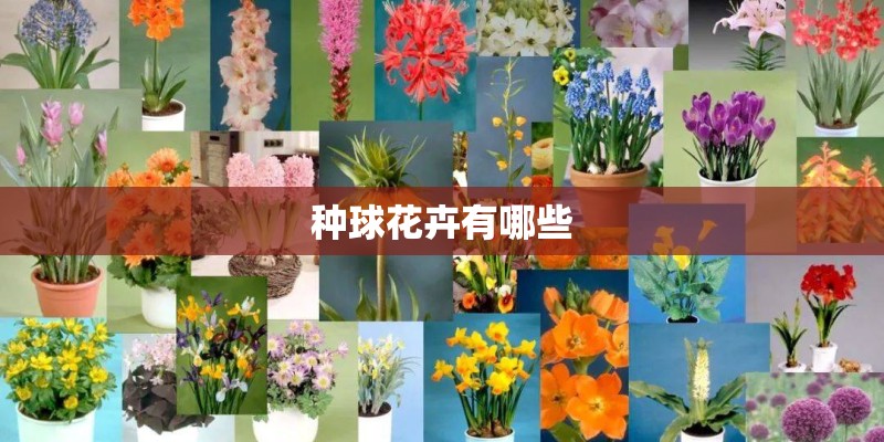 种球花卉有哪些