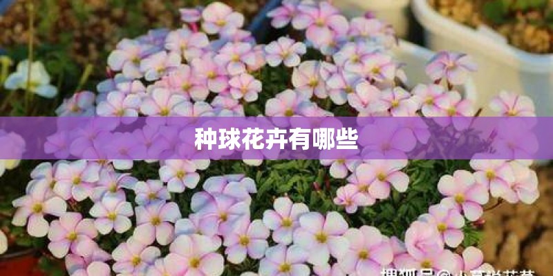 种球花卉有哪些