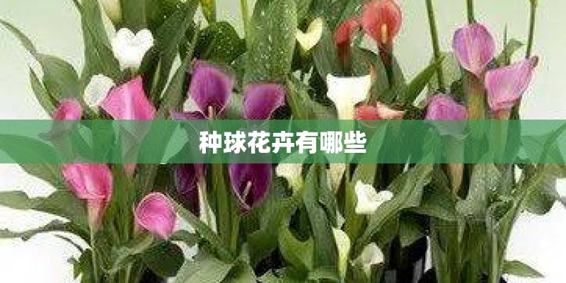 种球花卉有哪些