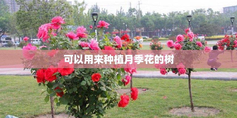 可以用来种植月季花的树