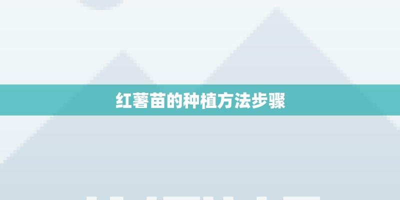 红薯苗的种植方法步骤