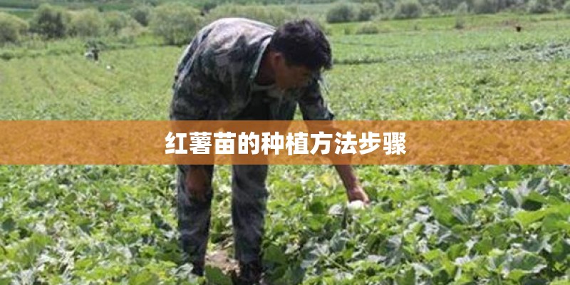 红薯苗的种植方法步骤