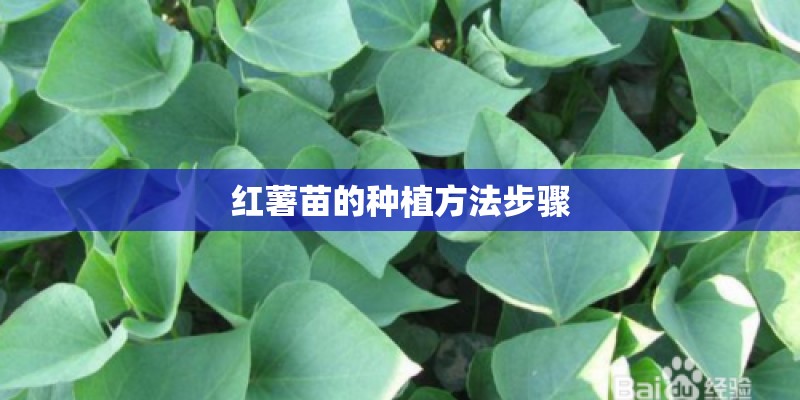 红薯苗的种植方法步骤