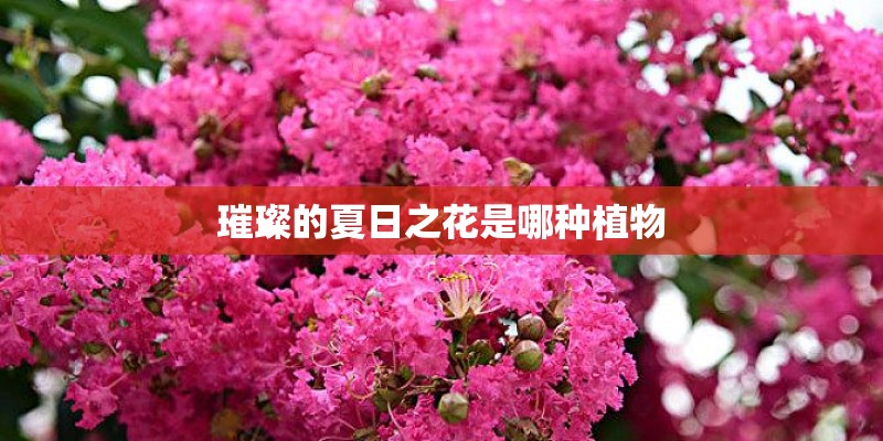 璀璨的夏日之花是哪种植物