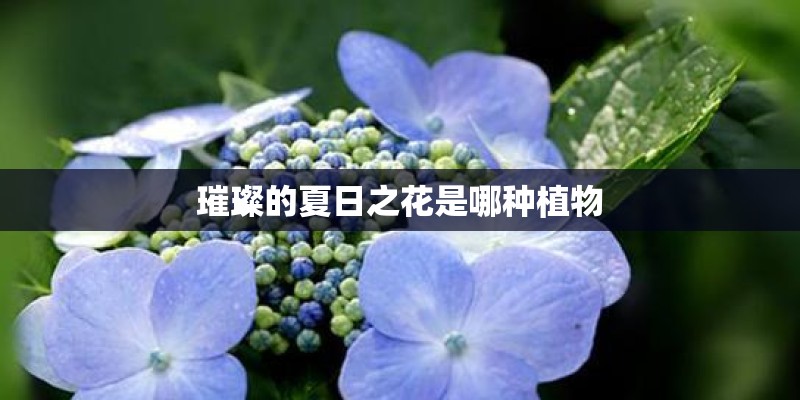 璀璨的夏日之花是哪种植物