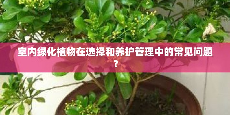 室内绿化植物在选择和养护管理中的常见问题？