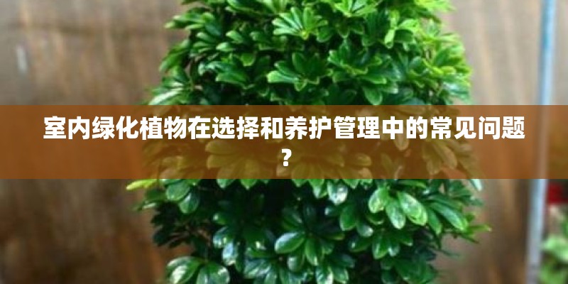室内绿化植物在选择和养护管理中的常见问题？