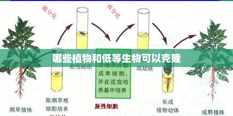 哪些植物和低等生物可以克隆