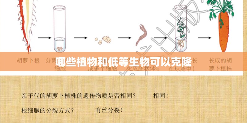 哪些植物和低等生物可以克隆