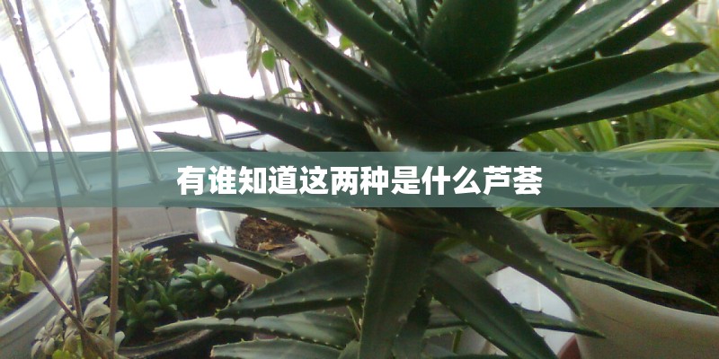 有谁知道这两种是什么芦荟