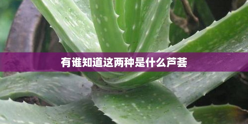 有谁知道这两种是什么芦荟