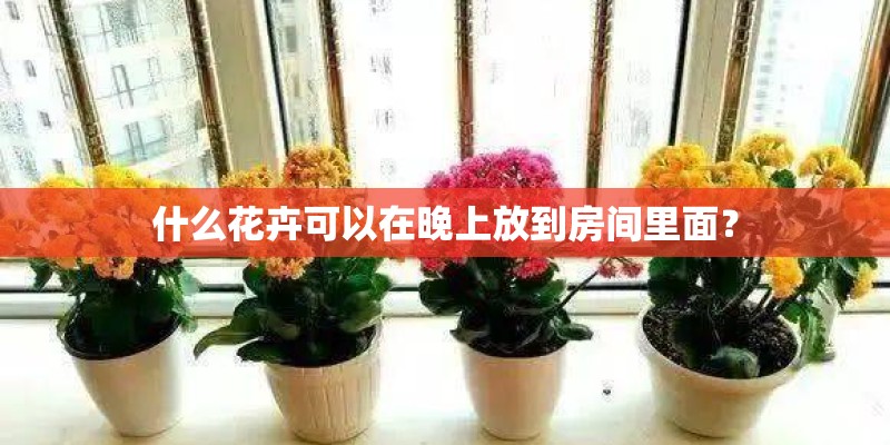 什么花卉可以在晚上放到房间里面？