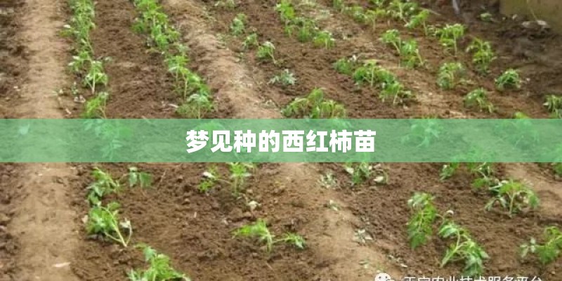 梦见种的西红柿苗